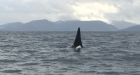 Orca may be entangled in rope and buoy near Nanaimo