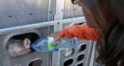 Unapologetic woman charged with mischief for giving thirsty pigs water