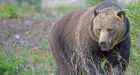 Cannibal grizzly Split Lip likely gobbled smaller bear due to food stress