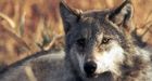 Bounties on wolves and coyotes slammed as 'inhumane' by Alberta biologists