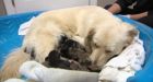 Abandoned puppy finds home, joining litter of 8