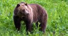 Alberta grizzly bear euthanized after search in Kananaskis