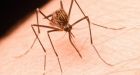 Disease-carrying mosquito found in British Columbia
