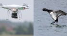 Mussel farmers to test drones against sea ducks