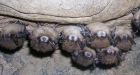 World of bats turned upside down as deadly disease threatens Alberta