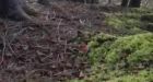 Incredible video shows wind heaving forest floor like breathing giant