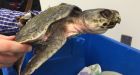 Rare sea turtle washes up in Nova Scotia