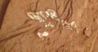 Bones from the 'dawn of dinosaurs' found in Parrsboro, N.S.