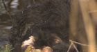 Mutilated black bears discovered in B.C.