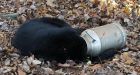 Oh, bother! Hungry black bear gets head stuck in milk can