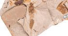 Fossil giant horntail wood-wasp discovered in B.C.