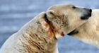 Polar bear injured by radio collar part of U of A study