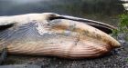 337 whales die in mass stranding on Chilean coast