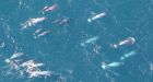 Pond Inlet hunters to harvest trapped narwhal