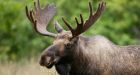 B.C. moose poacher handed hefty fine