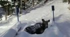 Moose rescued from wooden bridge near Bathurst