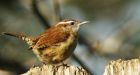 Weather blamed for mixed bag of a bird count at Point Pelee