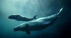 World beluga capital, Manitoba, works to save whale population