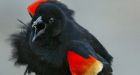 5 Montreal birds that soared on the internet