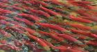 Deadly salmon virus may be in B.C. waters, study suggests