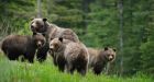 Alberta grizzly bears seek out old mine sites, U of A researchers find