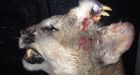 Cougar with teeth growing from its forehead shot in Idaho