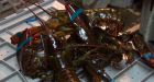 Nova Scotia theft of $28K of lobster troubles fishing community