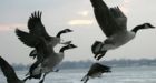 Unwelcome Canada geese prompt push to allow hunting on Victoria farmland