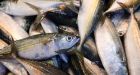 Ocean fish catches 50% higher than reported, study suggests