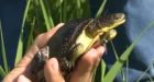 Rare turtle may impact new school site in southern Kitchener