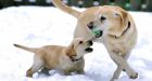 Labrador retrievers hit 25th year as top U.S. dog breed