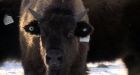 Elk Island bison calves return to Montana's Blackfoot country