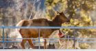 Banff wolf pack takes down elk on railway overpass and photographer captures it all