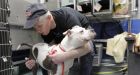 New Yorker gives shelter dogs 'magical' makeovers