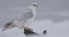 Rare white gyrfalcon spotted in Eel River Bar area