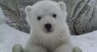 Polar bear cub makes public debut at Toronto Zoo