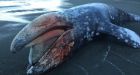 Young grey whale washes up on Ucluelet beach