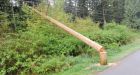 4 high voltage power poles in Surrey cut down with a chainsaw