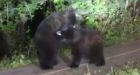 Black bear cubs tussle in Port Moody neighbourhood