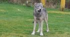 Lone wolf in northern B.C. destroyed after stalking walkers, killing dog