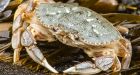 Illegal crab fishermen fined $3,300 for North Vancouver haul