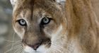 St. Albert cougar encounter leaves woman rattled