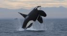 Orca satellite tagging halted after dart found in dead whale