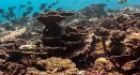 El Ni�o devastates coral reefs in Pacific Ocean | The Ring