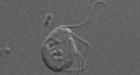 1st eukaryote without mitochondria redefines our limb on tree of life