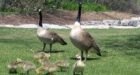Kitcheners goose control program under fire