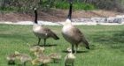 Kitchener�s goose control program under fire