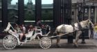 Questions linger as Montreal bans horse-drawn carriages for 1 year
