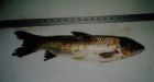Holy Carp! Invasive fish species found in St. Lawrence | CTV News