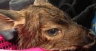 Fawn saved as tourist performs roadside C-section
